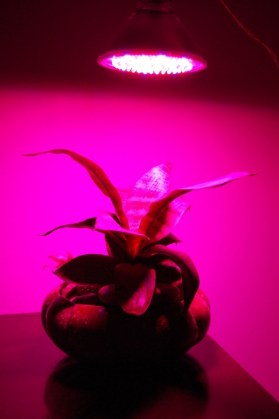 3W wachsen Licht